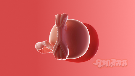 ৫ম সপ্তাহে আপনার শিশু